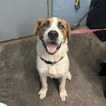 Thumbnail photo of Buster #4