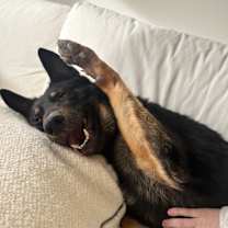 Thumbnail photo of Rufus #4