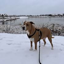 Thumbnail photo of Boone #2