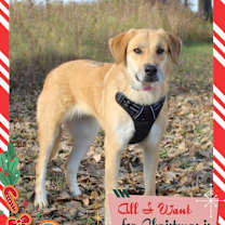 Thumbnail photo of Dillyn Mae - I'll Be Home for Christmas Promo #1