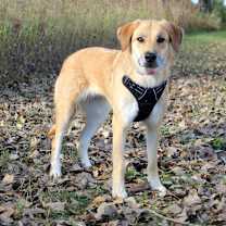 Thumbnail photo of Dillyn Mae - I'll Be Home for Christmas Promo #2