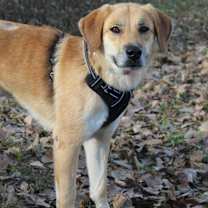 Thumbnail photo of Dillyn Mae - I'll Be Home for Christmas Promo #3