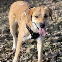 Thumbnail photo of Dillyn Mae - I'll Be Home for Christmas Promo #4