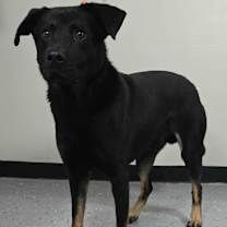 Thumbnail photo of Kevin *foster needed* #3