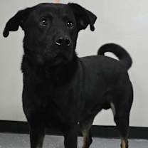 Thumbnail photo of Kevin *foster needed* #4