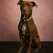 Thumbnail photo of Gingersnaps #1