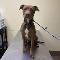 Thumbnail photo of Gingersnaps #2