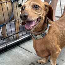 Thumbnail photo of Norman #1