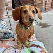 Thumbnail photo of Norman #2