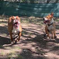 Thumbnail photo of Brunhilda #3