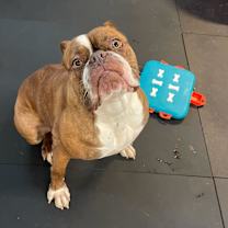 Thumbnail photo of Brunhilda #4