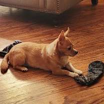 Thumbnail photo of Brooklyn *My Adoption is Pending!* #2