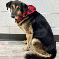 Thumbnail photo of Scooter #1