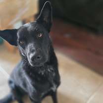 Thumbnail photo of Missy #4