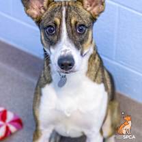 Thumbnail photo of Rusty #1