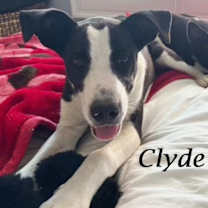 Thumbnail photo of CLYDE (& Bonnie) #1