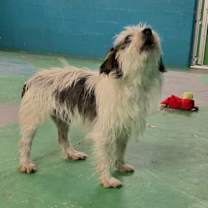 Thumbnail photo of Howlite #2