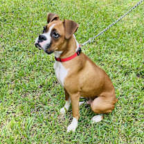 Thumbnail photo of King #4