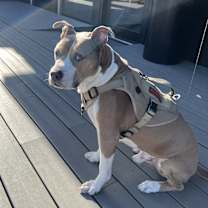 Thumbnail photo of Blue #4