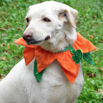 Thumbnail photo of Bolt #1