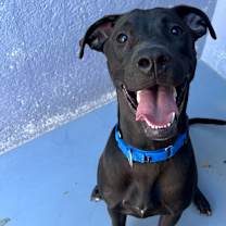 Thumbnail photo of PHOEBE BRIDGERS #1