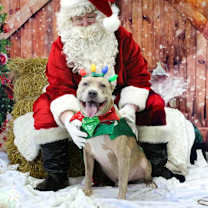 Thumbnail photo of Melo (In Foster) #2