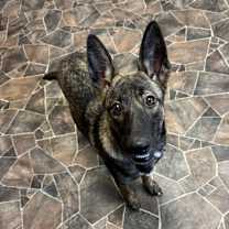 Thumbnail photo of Coraline #1