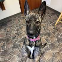 Thumbnail photo of Coraline #4