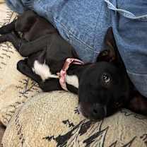 Thumbnail photo of Reagen #1