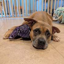 Thumbnail photo of Magnolia #4