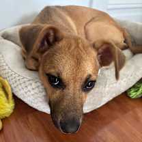 Thumbnail photo of Mercury #2