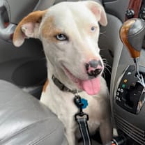 Thumbnail photo of Azul #1