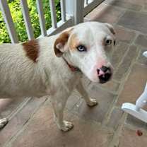 Thumbnail photo of Azul #4