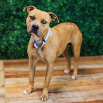 Thumbnail photo of Tawny #1