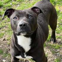 Thumbnail photo of  Marge #2