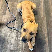 Thumbnail photo of Tawny #2