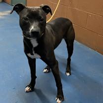 Thumbnail photo of  Marge #3