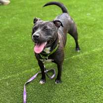 Thumbnail photo of  Marge #4