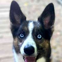 Thumbnail photo of Daisy #3