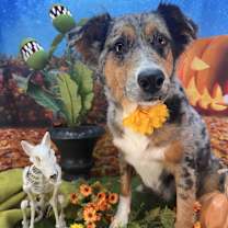 Thumbnail photo of Halley Comet #3