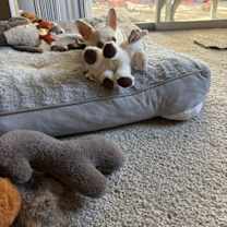 Thumbnail photo of Chikis #2 #3