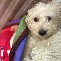 Thumbnail photo of Kermit #3