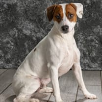 Thumbnail photo of Murphy  #1