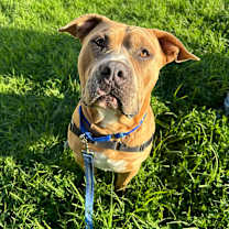 Thumbnail photo of Buck  #2