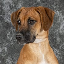 Thumbnail photo of Candy  #4