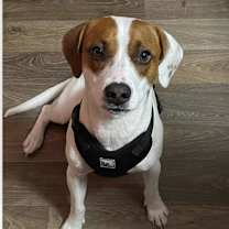 Thumbnail photo of Murphy  #2