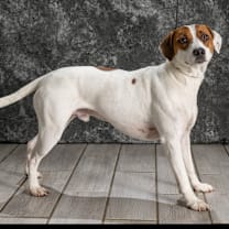 Thumbnail photo of Murphy  #4