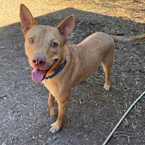 Thumbnail photo of Diesel #1