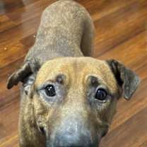 Thumbnail photo of Copper 1424-25 #3