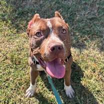 Thumbnail photo of Gamora #2